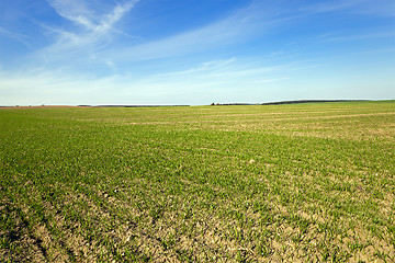 Image showing young wheat sprouts 