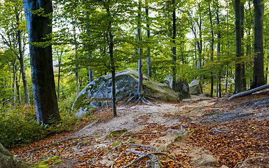 Image showing autumn beech forest  