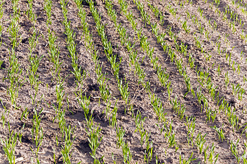Image showing young wheat sprouts  