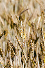 Image showing ripened cereals .  close up