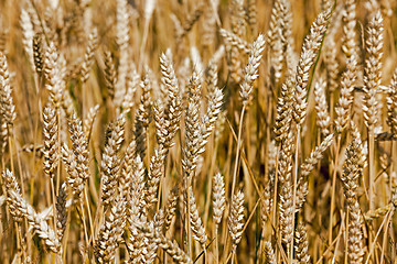 Image showing ripened cereals . close up