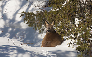 Image showing roe deer