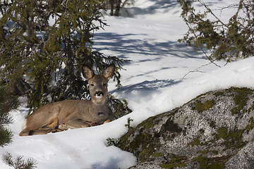 Image showing roe deer in snow