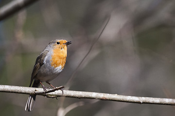 Image showing robin