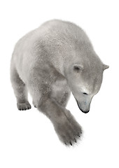 Image showing Polar Bear on White