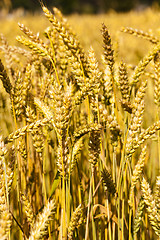 Image showing ripened cereals . close up