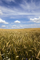 Image showing unripe cereals . field 