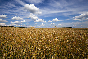 Image showing wheat field  . wheat.