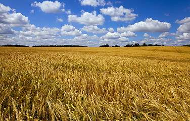 Image showing wheat field . wheat.