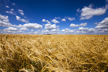 Image showing wheat field . wheat.