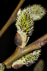 Image showing flowering willow