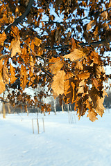 Image showing yellow dry leaves  