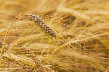 Image showing ripened cereals . wheat.