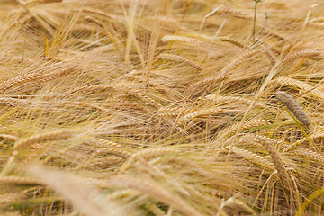 Image showing ripened cereals . close up