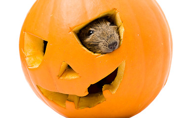 Image showing Halloween pumpkin with rat inside isolated on white