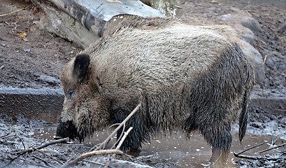 Image showing wild boar