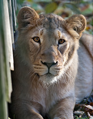 Image showing lioness