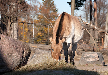 Image showing Przewalski horse