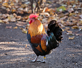 Image showing colorful rooster