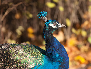 Image showing peafowl