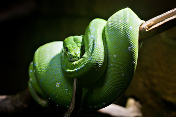 Image showing green snake