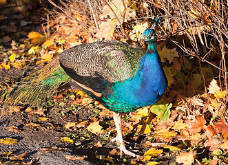 Image showing peafowl