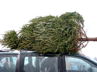 Image showing Huge Christmas tree