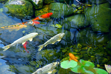 Image showing Koi pond