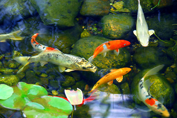 Image showing Koi pond