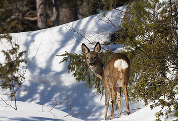 Image showing deer in snow
