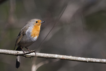 Image showing european robin