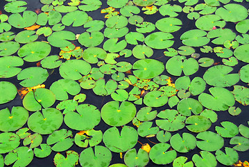 Image showing Lily pads background