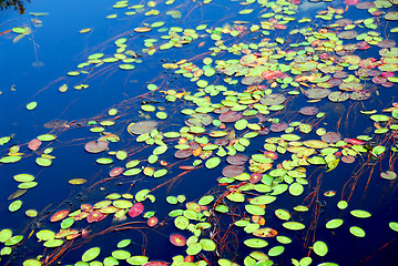 Image showing Lily pads