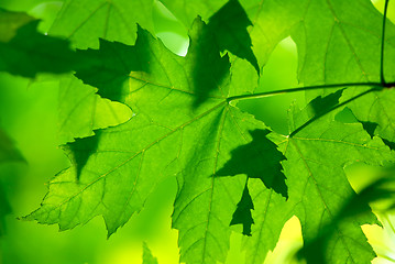 Image showing Green maple leaves macro