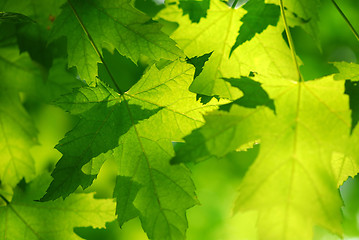 Image showing Green maple leaves