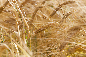 Image showing ripened cereals . close up