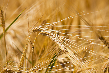 Image showing ripened cereals . close up