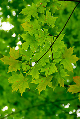 Image showing Maple leaves green