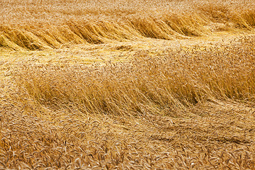 Image showing broken wind wheat  