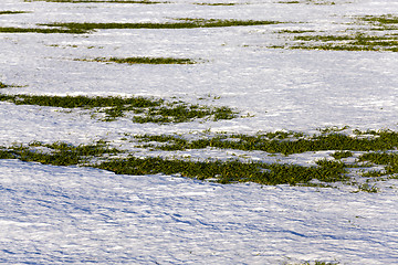 Image showing sprouts of winter wheat  