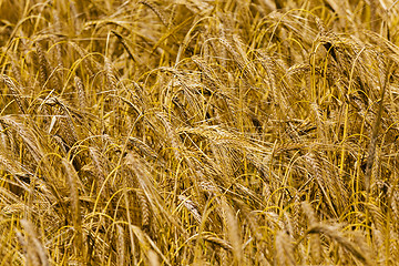 Image showing ripened cereals . close up