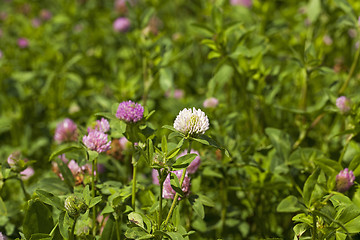 Image showing flowering clover . Close-up.