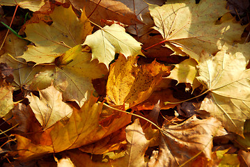 Image showing Autumn leaves