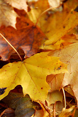 Image showing Autumn leaves