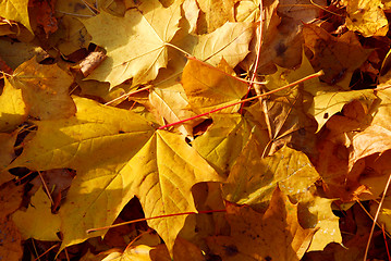 Image showing Autumn leaves