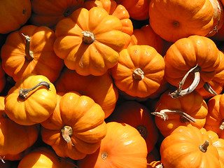 Image showing Mini pumkins