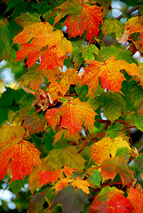 Image showing Maple leaves