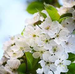 Image showing cherry twig in bloom