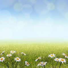 Image showing summer landscape with camomile flowers