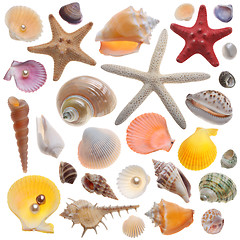 Image showing Seashell collection isolated on the white